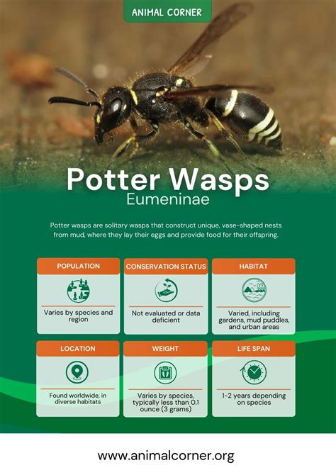 Potter Wasps - Facts, Life Cycle & Habitat Information