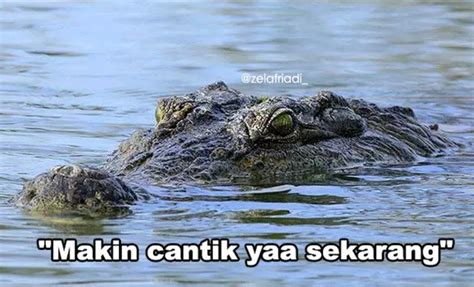 Meme Buaya Darat Gambar Buaya Lucu - Meme Lucu Terbaru