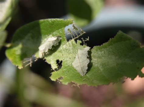 MOSI Outside: Leaf Roller Caterpillars