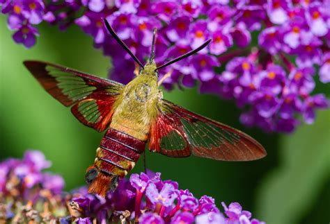 Hummingbird Moth Life Cycle