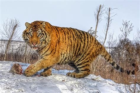 26 Spectacular Pictures Of Siberian Tigers In Their Natural Habitat