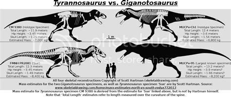 Tyrannosaurus Vs. Giganotosaurus Size Comparison Photo by ...