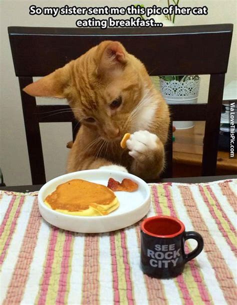 Cat Eating Breakfast Pictures, Photos, and Images for Facebook, Tumblr ...