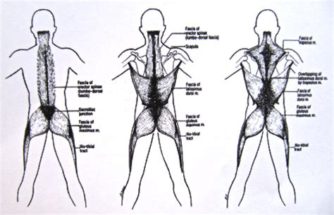 Notes on Anatomy and Physiology: Function of the Thoracolumbar Fascia ...