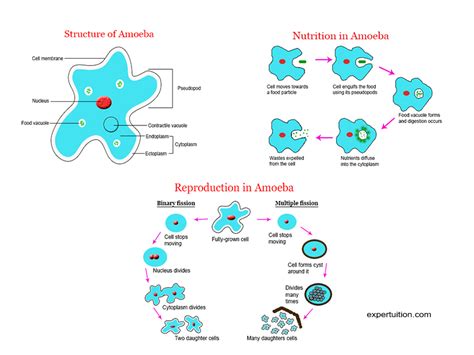 Amoeba: Structure and Life Processes - ExperTuition