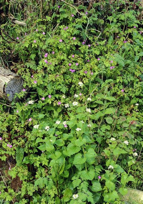 Hedgerow plants - Stock Image - B920/0013 - Science Photo Library