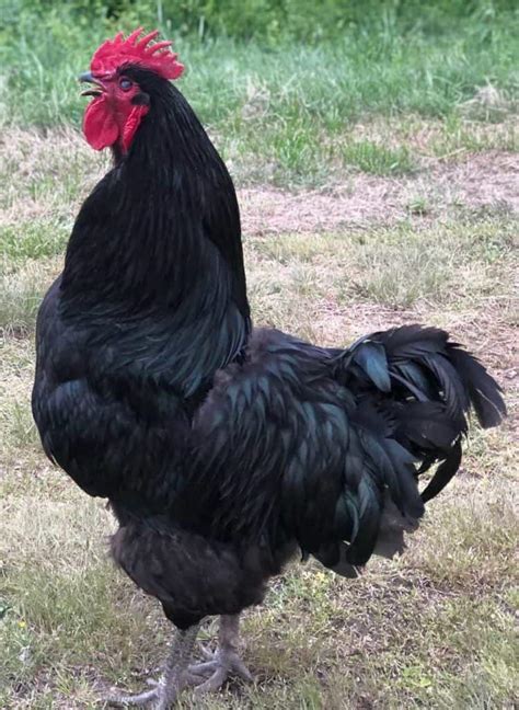 Jersey Giant Chicken: Eggs, Height, Size and Raising Tips