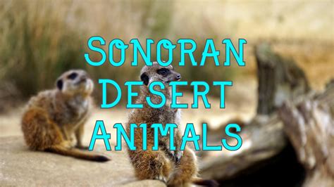 50 Animals of The Sonoran Desert (with Pictures)