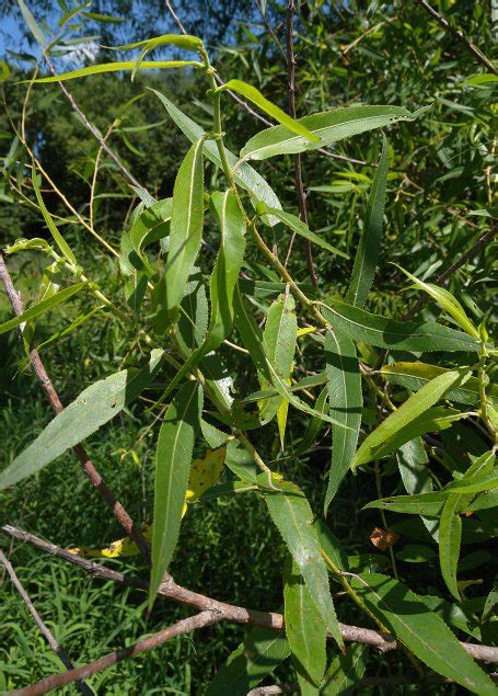 Black Willow (Salix nigra)