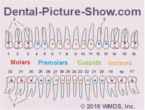 What You Need to Know about Root Canal Retreatment - Monfredi Family Dental