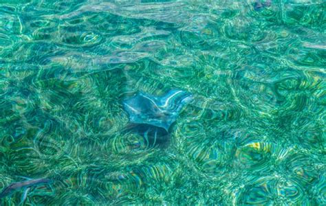 Snorkeling Ambergris Caye Belize | Trop Rockin Magazine