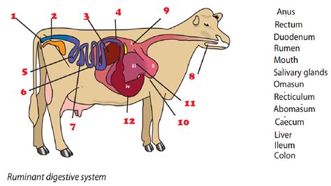 Magh Ag Sci: Ruminant Digestion