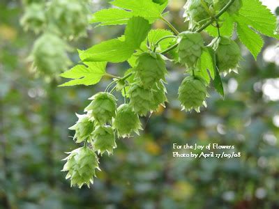 For the Joy of Flowers: Ornamental Hops* Vine - Today's Flowers