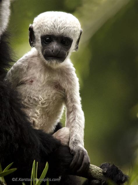 Elsen Karstad's 'Pic-A-Day Kenya': Baby Colobus Monkey- Mt. Kenya