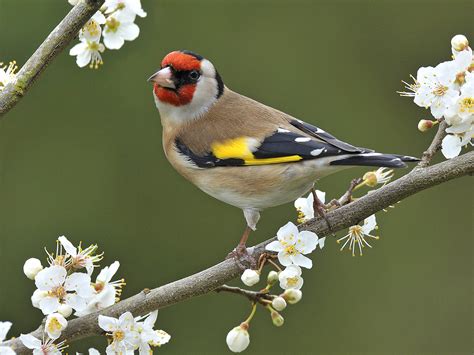 European goldfinch - Alchetron, The Free Social Encyclopedia