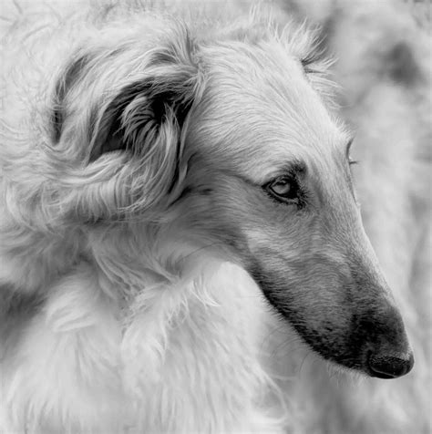 Borzoi Head Study Photograph by Charles Dana - Fine Art America