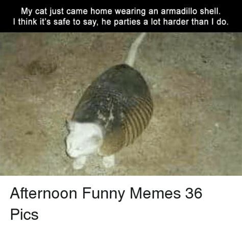 Armadillo Memes