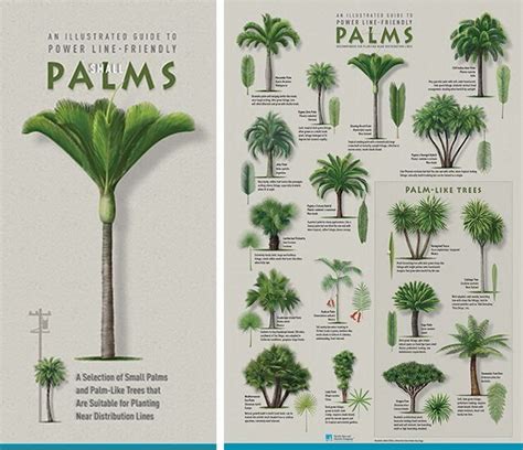 Plant the right tree in the right place | 1000 | Palm tree plant, Palm ...