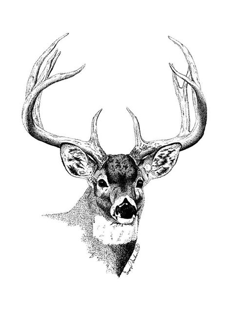 Deer Pencil Drawing at GetDrawings | Free download