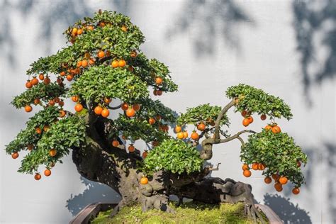 9 Best Bonsai Fruit Trees: How to Grow and Care | Florgeous