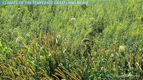 Temperate Grassland Biome: Climate, Plants, Animals & Locations - Video ...