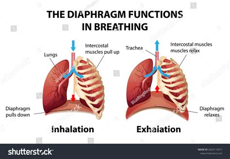 Diaphragm Anatomy Royalty-Free Images, Stock Photos & Pictures ...