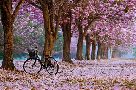 Fondos de pantalla de Primavera, Imágenes Primaverales en HD