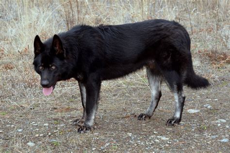 What Kind Of Dogs Were Used As Direwolves