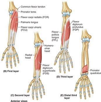 ERA Sequence to Lengthen the Wrist Flexors - Precision Movement