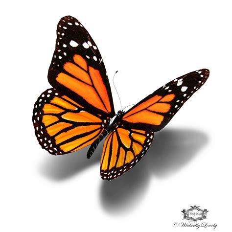 Free Monarch Butterfly Drawing, Download Free Monarch Butterfly Drawing ...