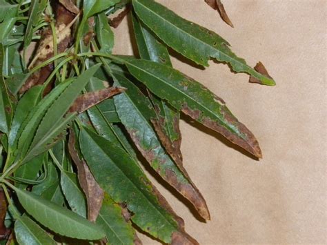 Unusual Leaf Symptoms in 2010- Some thoughts... - The Almond Doctor