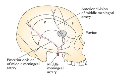 Middle Meningeal Artery – Earth's Lab