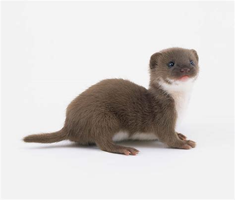 Baby Weasels Will Weasel Their Way Into Your Heart! | Baby Animal Zoo