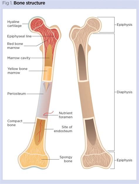 How To Learn The Bones – CollegeLearners.com