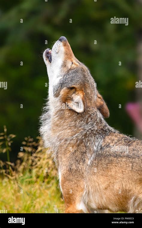 Howling hi-res stock photography and images - Alamy