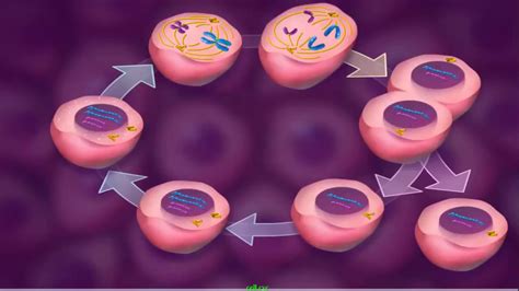 Top 189+ Mitosis and meiosis 3d animation - Merkantilaklubben.org