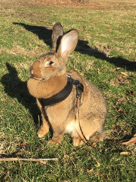 7 Best Rabbit Breeds To Raise For Their Fur - Rabbits Care