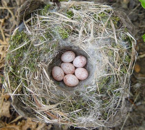 The Chickadee Nest: Chickadee Nesting Habits - Daily Birder