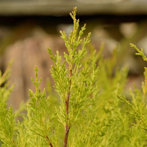 Cupressus macrocarpa ‘Goldcrest’ http://bit.ly/1ugfoId Conifers ...