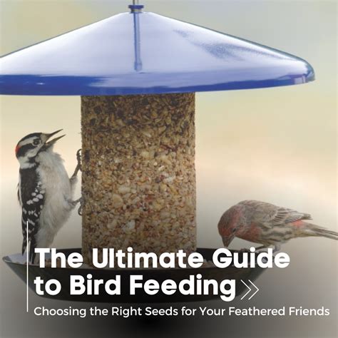 The Ultimate Guide to Bird Feeding – BirdReel