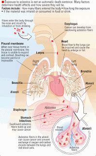 One Source Group, LLC: Asbestos and its health effects