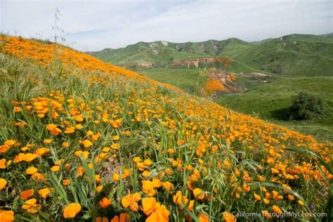 Where to See Wildflowers in Chino Hills State Park - California Through ...