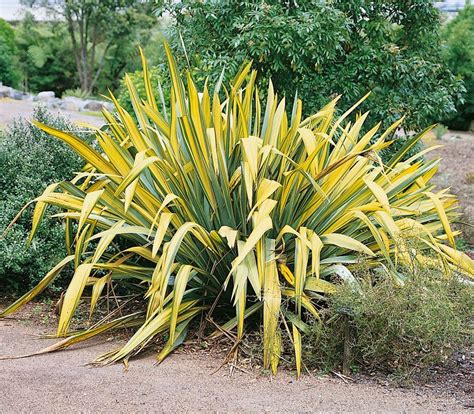 Variegated New Zealand Flax Seeds (Phormium tenax variegata) + FREE ...