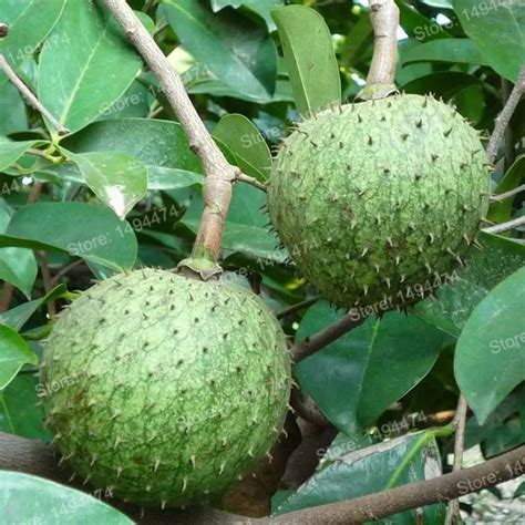 20pcs Soursop Graviola Seeds – Best Seeds Online | Free Shipping ...