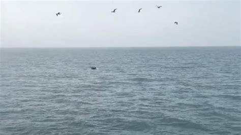 Nederlandse visser spot groep dolfijnen in Noordzee