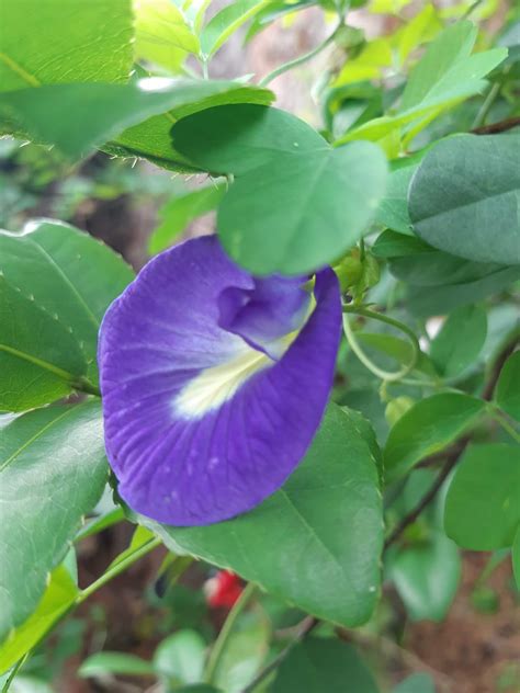 Clitoria ternatea