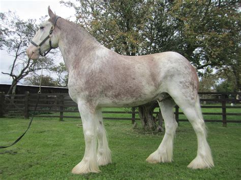 BIG GEORGE 16.2 STRAWBERRY ROAN CLYDESDALE | Clydesdale horses, Horses ...