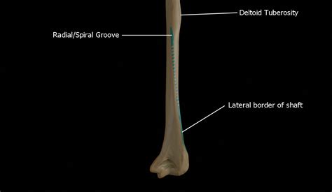 Groove Anatomy