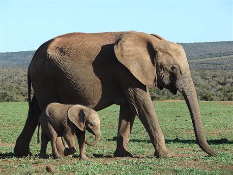 Baby elephant with her mother | Baby elephant with her mothe… | Flickr