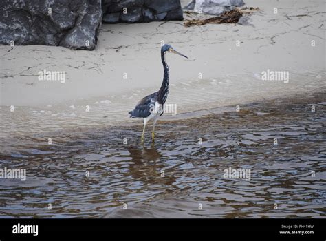 Gulf coast wildlife Stock Photo - Alamy